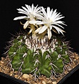 Нажмите на изображение для увеличения.

Название:	Discocactus_placentiformis_insignis_HU347_IMG_7301.jpg
Просмотров:	503
Размер:	129.3 Кб
ID:	330112
