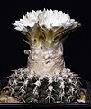 Нажмите на изображение для увеличения.

Название:	Discocactus_woutersianus_IMG_4501.jpg
Просмотров:	511
Размер:	91.8 Кб
ID:	330113