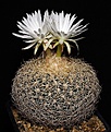 Нажмите на изображение для увеличения.

Название:	Discocactus_zehntneri_ssp_araneispinus_HU440_IMG_4464.jpg
Просмотров:	516
Размер:	142.8 Кб
ID:	330115