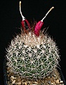 Нажмите на изображение для увеличения.

Название:	Discocactus_zehntneri_ssp_boomianus_HU222_IMG_6930.jpg
Просмотров:	519
Размер:	141.7 Кб
ID:	330117