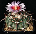 Нажмите на изображение для увеличения.

Название:	EchinocactusHomalocephala_texensis_IMG_0678.jpg
Просмотров:	535
Размер:	141.1 Кб
ID:	330119