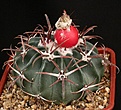 Нажмите на изображение для увеличения.

Название:	Echinocactus_texensis_SB2006_IMG_4083.jpg
Просмотров:	512
Размер:	140.0 Кб
ID:	330120