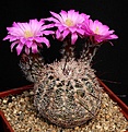 Нажмите на изображение для увеличения.

Название:	Echinocereus_adustus_IMG_0596.jpg
Просмотров:	479
Размер:	183.2 Кб
ID:	330121