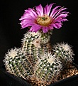 Нажмите на изображение для увеличения.

Название:	Echinocereus_baileyi_v_albispinus_IMG_2382.jpg
Просмотров:	538
Размер:	181.2 Кб
ID:	330122