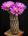 Нажмите на изображение для увеличения.

Название:	Echinocereus_baileyi_v_brunispinus_IMG_3576.jpg
Просмотров:	463
Размер:	113.7 Кб
ID:	330123