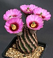 Нажмите на изображение для увеличения.

Название:	Echinocereus_bristolii_IMG_4747.jpg
Просмотров:	522
Размер:	132.8 Кб
ID:	330124