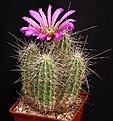 Нажмите на изображение для увеличения.

Название:	Echinocereus_cf_engelmannii_IMG_3598.jpg
Просмотров:	549
Размер:	183.1 Кб
ID:	330125