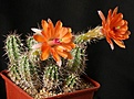Нажмите на изображение для увеличения.

Название:	Echinocereus_cf_scheeri_IMG_2351.jpg
Просмотров:	539
Размер:	133.0 Кб
ID:	330126