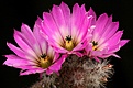 Нажмите на изображение для увеличения.

Название:	Echinocereus_chisoensis_v_fobeanus_HK303_IMG_5561.jpg
Просмотров:	548
Размер:	198.1 Кб
ID:	330128