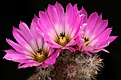 Нажмите на изображение для увеличения.

Название:	Echinocereus_chisoensis_v_fobeanus_HK303_IMG_5561.jpg
Просмотров:	477
Размер:	198.1 Кб
ID:	330128