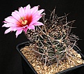 Нажмите на изображение для увеличения.

Название:	Echinocereus_ferreirianus_ssp_lindsayi_IMG_1107.jpg
Просмотров:	521
Размер:	160.8 Кб
ID:	330129