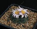 Нажмите на изображение для увеличения.

Название:	Echinocereus_knippelianus_v_kruegeri_IMG_9940.jpg
Просмотров:	512
Размер:	125.2 Кб
ID:	330130