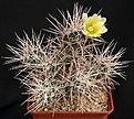 Нажмите на изображение для увеличения.

Название:	Echinocereus_maritimus_ssp_hancockii_IMG_8378.jpg
Просмотров:	526
Размер:	218.4 Кб
ID:	330131
