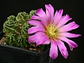 Нажмите на изображение для увеличения.

Название:	Echinocereus_moricalii_IMG_1965.jpg
Просмотров:	535
Размер:	99.1 Кб
ID:	330132