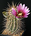 Нажмите на изображение для увеличения.

Название:	Echinocereus_nicholii_IMG_0692.jpg
Просмотров:	531
Размер:	157.7 Кб
ID:	330133
