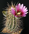 Нажмите на изображение для увеличения.

Название:	Echinocereus_nicholii_IMG_0692.jpg
Просмотров:	476
Размер:	157.7 Кб
ID:	330133