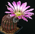 Нажмите на изображение для увеличения.

Название:	Echinocereus_pectinatus_Somberete_IMG_0877.jpg
Просмотров:	470
Размер:	126.9 Кб
ID:	330134