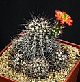 Нажмите на изображение для увеличения.

Название:	Echinocereus_polyacanthus_ssp_pacificus_IMG_0666.jpg
Просмотров:	476
Размер:	181.4 Кб
ID:	330136