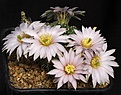 Нажмите на изображение для увеличения.

Название:	Echinocereus_pulchellus_Tolontongo_IMG_2121.jpg
Просмотров:	519
Размер:	109.0 Кб
ID:	330137