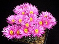 Нажмите на изображение для увеличения.

Название:	Echinocereus_pulchellus_v_amoenus_vSanFelipe_IMG_1215.jpg
Просмотров:	551
Размер:	183.6 Кб
ID:	330138