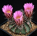 Нажмите на изображение для увеличения.

Название:	Echinocereus_pulchellus_v_amoenus_IMG_0645.jpg
Просмотров:	531
Размер:	154.2 Кб
ID:	330139