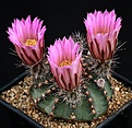 Нажмите на изображение для увеличения.

Название:	Echinocereus_pulchellus_v_amoenus_IMG_0645.jpg
Просмотров:	462
Размер:	154.2 Кб
ID:	330139