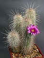 Нажмите на изображение для увеличения.

Название:	Echinocereus_rayonesensis_L1101_IMG_5054.jpg
Просмотров:	512
Размер:	138.8 Кб
ID:	330140