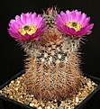 Нажмите на изображение для увеличения.

Название:	Echinocereus_reichenbachii_IMG_1764.jpg
Просмотров:	525
Размер:	181.7 Кб
ID:	330141