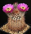 Нажмите на изображение для увеличения.

Название:	Echinocereus_reichenbachii_IMG_1764.jpg
Просмотров:	467
Размер:	181.7 Кб
ID:	330141