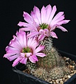 Нажмите на изображение для увеличения.

Название:	Echinocereus_sciurus_IMG_4725.jpg
Просмотров:	548
Размер:	122.6 Кб
ID:	330142
