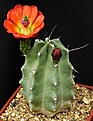 Нажмите на изображение для увеличения.

Название:	Echinocereus_triglochidiatus_monacanthus_HK1040_IMG_2076.jpg
Просмотров:	473
Размер:	96.1 Кб
ID:	330144