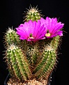 Нажмите на изображение для увеличения.

Название:	Echinocereus_viereckii_IMG_3676.jpg
Просмотров:	512
Размер:	133.2 Кб
ID:	330145