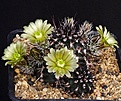 Нажмите на изображение для увеличения.

Название:	Echinocereus_viridiflorus_ssp_davisii_IMG_9946.jpg
Просмотров:	531
Размер:	149.7 Кб
ID:	330146