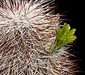 Нажмите на изображение для увеличения.

Название:	Echinocereus_viridiflorus_v_canus_IMG_0605.jpg
Просмотров:	526
Размер:	253.4 Кб
ID:	330147
