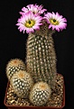 Нажмите на изображение для увеличения.

Название:	Echinocereus_websterianus_IMG_4482.jpg
Просмотров:	532
Размер:	117.8 Кб
ID:	330148