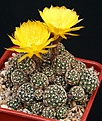 Нажмите на изображение для увеличения.

Название:	EchinopsisLobivia_ancistrophora_ssp_arachnacantha_sulphurea_IMG_2307.jpg
Просмотров:	506
Размер:	161.6 Кб
ID:	330151