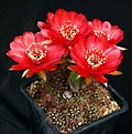 Нажмите на изображение для увеличения.

Название:	Echinopsis_ancistrophora_ssp_arachnacantha_densiseta_R186_IMG_3688.jpg
Просмотров:	504
Размер:	148.1 Кб
ID:	330160
