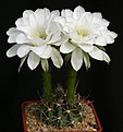 Нажмите на изображение для увеличения.

Название:	Echinopsis_ancistrophora_v_polyancistra_IMG_1865.jpg
Просмотров:	447
Размер:	102.7 Кб
ID:	330161