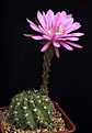 Нажмите на изображение для увеличения.

Название:	Echinopsis_calliantholilacina_R63_IMG_4878.jpg
Просмотров:	526
Размер:	65.9 Кб
ID:	330162