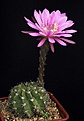 Нажмите на изображение для увеличения.

Название:	Echinopsis_calliantholilacina_R63_IMG_4878.jpg
Просмотров:	461
Размер:	65.9 Кб
ID:	330162