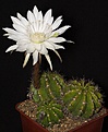 Нажмите на изображение для увеличения.

Название:	Echinopsis_calochlora_IMG_4875.jpg
Просмотров:	460
Размер:	97.7 Кб
ID:	330163