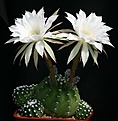 Нажмите на изображение для увеличения.

Название:	Echinopsis_subdenudata_cv_FuzzyNavel_IMG_3767.jpg
Просмотров:	535
Размер:	90.6 Кб
ID:	330164