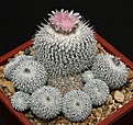 Нажмите на изображение для увеличения.

Название:	Epithelantha_micromeris_ssp_unguispina_IMG_3448.jpg
Просмотров:	506
Размер:	226.4 Кб
ID:	330165