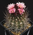 Нажмите на изображение для увеличения.

Название:	EriosyceNeochilenia_taltalensis_ssp_floccosa_IMG_3747.jpg
Просмотров:	533
Размер:	151.4 Кб
ID:	330171