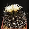 Нажмите на изображение для увеличения.

Название:	EriosyceNeochilenia_taltalensis_ssp_pilispina_IMG_1943.jpg
Просмотров:	528
Размер:	139.4 Кб
ID:	330172