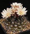 Нажмите на изображение для увеличения.

Название:	EriosyceNeochilenia_taltalensis_v_pygmaea_IMG_3755.jpg
Просмотров:	513
Размер:	139.3 Кб
ID:	330173