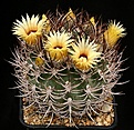 Нажмите на изображение для увеличения.

Название:	EriosycePyrrhocactus_bulbocalyx_MazanLaRioja_IMG_5238.jpg
Просмотров:	495
Размер:	164.0 Кб
ID:	330181