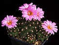 Нажмите на изображение для увеличения.

Название:	Escobaria_hesteri_IMG_7742.jpg
Просмотров:	345
Размер:	145.3 Кб
ID:	330187