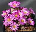 Нажмите на изображение для увеличения.

Название:	Escobaria_minima_IMG_5893.jpg
Просмотров:	325
Размер:	127.0 Кб
ID:	330188