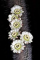 Нажмите на изображение для увеличения.

Название:	Espostoa_blossfeldiorum_IMG_5893.jpg
Просмотров:	338
Размер:	81.1 Кб
ID:	330191